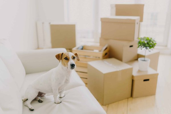 Quels sont les secrets pour préparer des repas réconfortants et sains pour les froides journées d'hiver ?